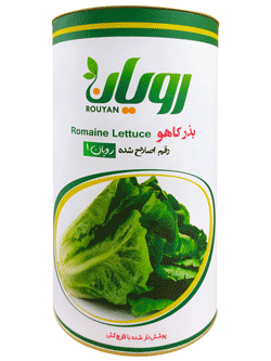 بذر کاهو اصلاح شده رویان 1 در فروشگاه زیست فناور سبز بازار زیست فن بازار